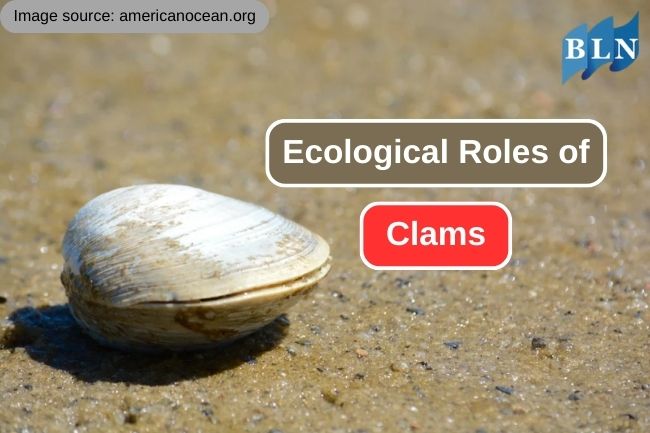 The Crucial Ecological Roles of Clams